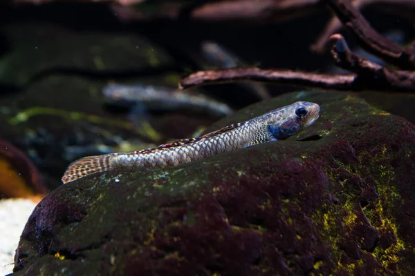 Regenboog Stiphodon Goby Stiphodon Ornatus Zoetwateralgen Eater Goby Mannelijke — Stockfoto