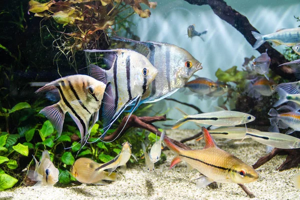 Angelfish Schooling Tropical Fish Planted Tank — Stock Photo, Image