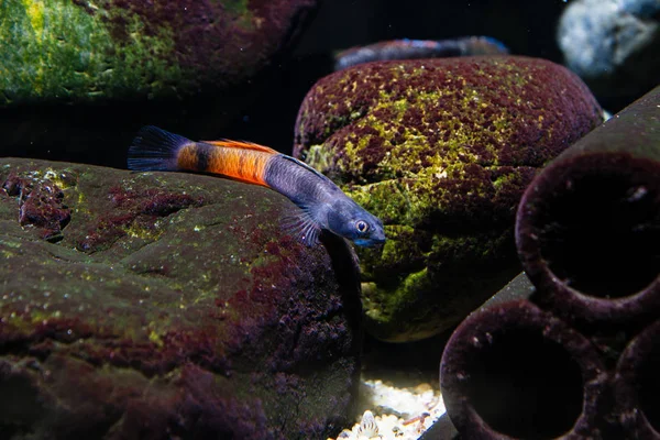 Vörös Édesvízi Géb Sicyopus Zosterophorus — Stock Fotó