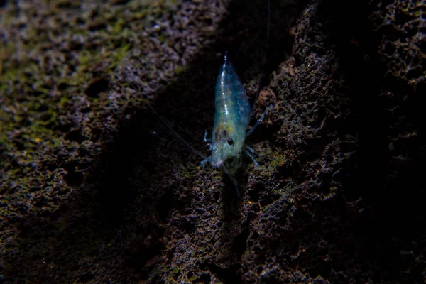 Aura Blue Dwarf Shrimp — Stock Photo, Image