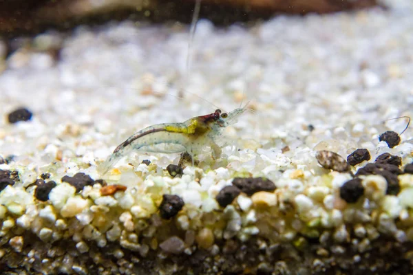Aura Blue Dwarf Shrimp — Stock Photo, Image