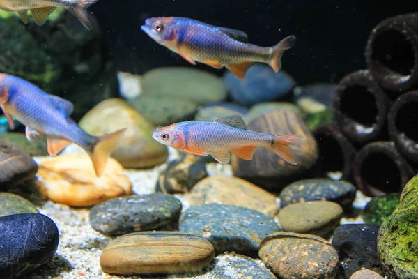 Roter Shiner Fisch Cyprinella Lutrensis Nordamerikanischer Fisch — Stockfoto