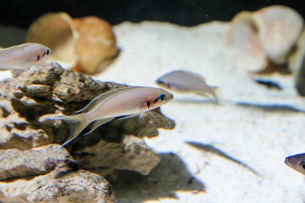 Neolamprologus pulcher is a species of cichlid endemic to the alkaline waters of Lake Tanganyika.