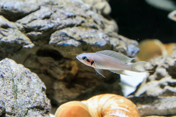 Neolamprologus Pulcher Uma Espécie Peixe Família Cichlidae — Fotografia de Stock
