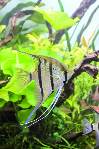 Rio Nanay Peru Dan Perulu Altum Angelfish Gerçek Bir Altum — Stok fotoğraf