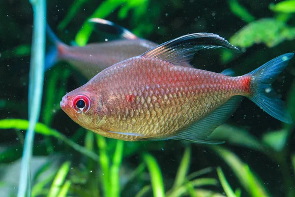 Redback Bleeding Heart Tetra Hyphessobrycon Pyrrhonotus — Stock Photo, Image