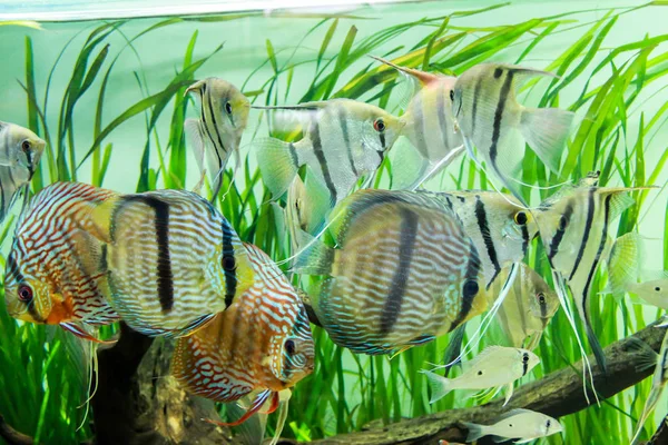 植えられた水族館で泳ぐ野生のディスク Symphyodon Discus と野生のAngelfish Pterophyllum Scalare — ストック写真