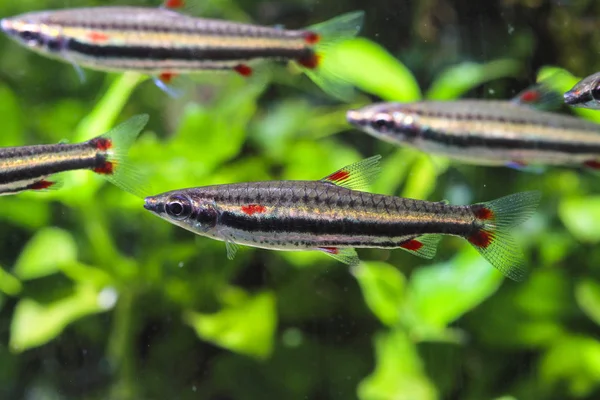 Peixes Pérsia Nannostomus Trifasciatus — Fotografia de Stock