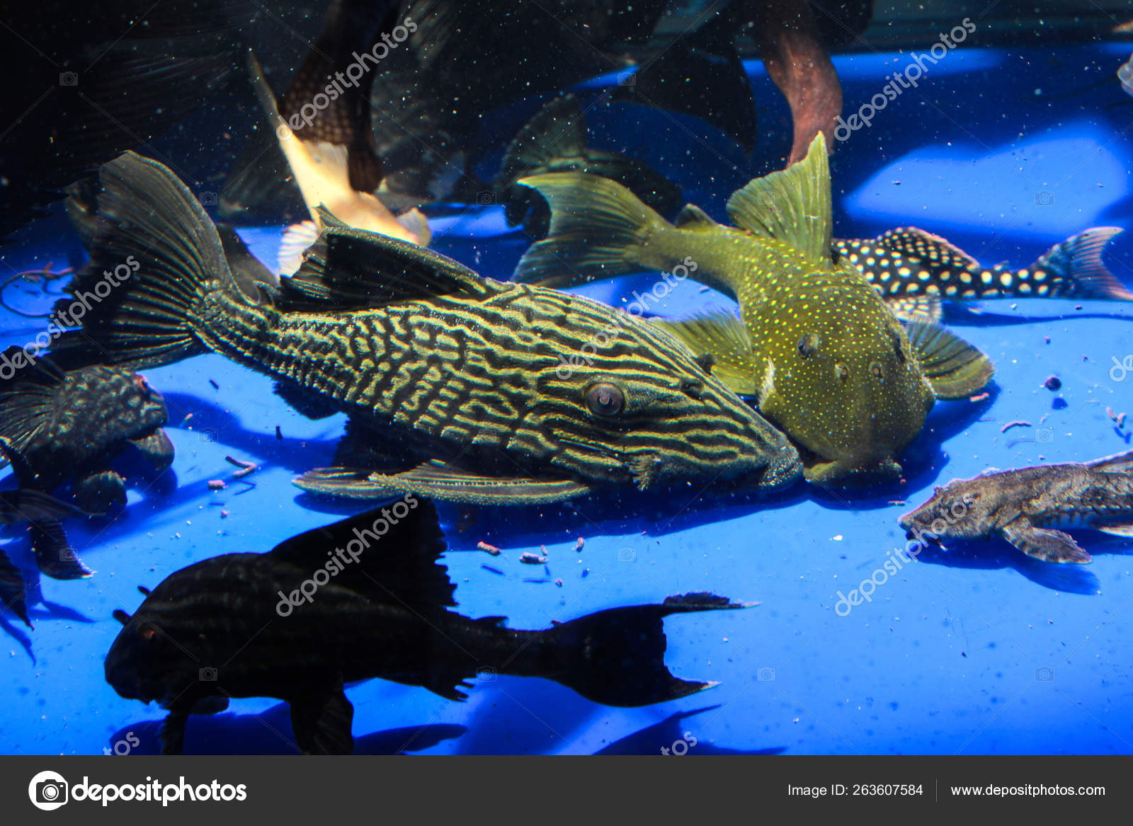 Golden Thunder Royal Pleco Panaque Armbrusteri Stock Photo by  ©nagatsuki.hikaru@gmail.com 263607584