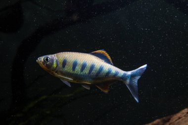 Hint Alabalık Barb (Barilius ardens)