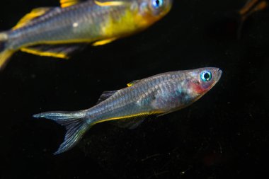 Forktail Mavi göz gökkuşağı balık (Pseudomugil furcatus) dişi