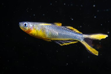 Forktail Mavi göz gökkuşağı balığı (Pseudomugil furcatus)