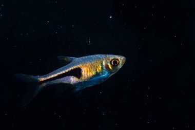 Güney Tayland 'daki turba bataklığından kuzu pirzolası (Trigonostigma) süslemeli balık