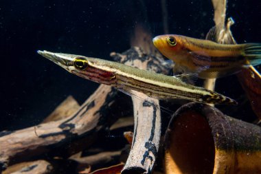 Luciocephalus pulcher ve Vahşi Betta