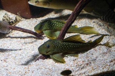 Yeşil Phantom Pleco (Hemiancistrus subviridis) L200