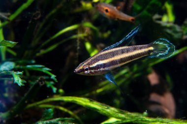 Nadir Cocking Gourami (Parosphromenus harveyi) Malezya bir tropikal balık