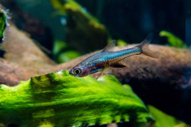 Mavi Neon Rasbora Balık (Sundadanio axelrodi) tropikal bir balık