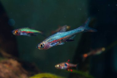 Mavi Neon Rasbora Balık (Sundadanio axelrodi) tropikal bir balık