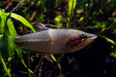 Dev Çikolata Gourami (Sphaerichthys akrostoma)