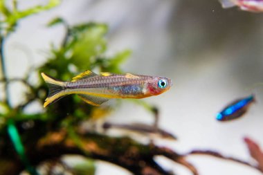 Forktail Mavi göz gökkuşağı balığı (Pseudomugil furcatus)