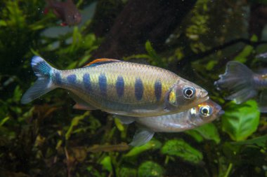 Hint Alabalık Barb (Barilius ardens)