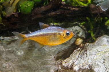 Kogal Mavi gözlü Tetra Balık (Moenkhausia sp. Kogal Sarı)