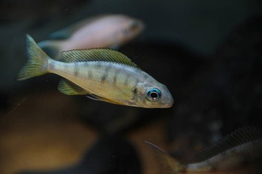 Kaplan Nasuta Cichlid (Oftalmotilapia nasuta)