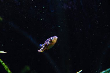 Cüce Kirpi (Carinotetraodon travancoricus) ekilen akvaryumda yüzme