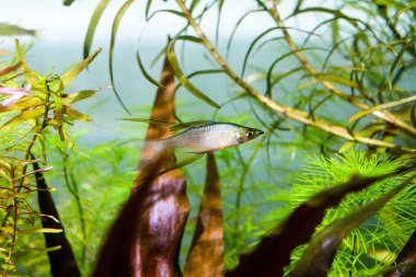 Threadfin Rainbowfish (Iriatherina werneri) dikilen akvaryum da güzel yüzme
