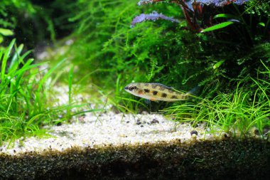 Lyretail Checkerboard Cichlid (Dicrossus filamentosus)