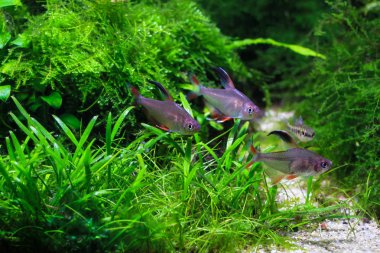 Pembe Tetra Balık (Hyphessobrycon rosaceus)