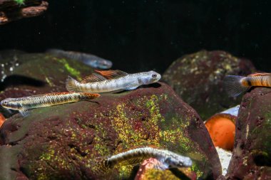 Turuncu yüzgeçli Stiphodon Goby (Stiphodon maculidorsalis) Tatlı su yosunyon yiyici goby, erkek