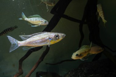 Benthochromis tricoti. göl tanganyika gelen güzel balık