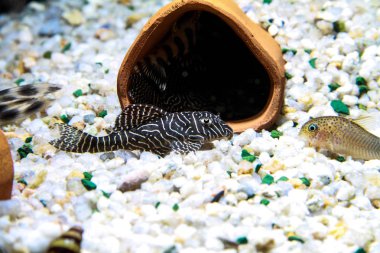 Pretty Pleco Hypancistrus sp. L333
