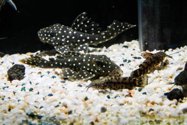 Kartopu Pleco (Baryancistrus sp. L142) ve Talking Catfish