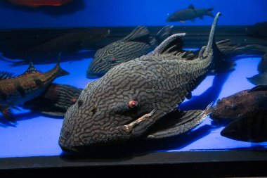 Büyük Kraliyet Panaque Pleco (panaque nigrolineatus)
