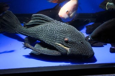 Büyük Kraliyet Panaque Pleco (panaque nigrolineatus)