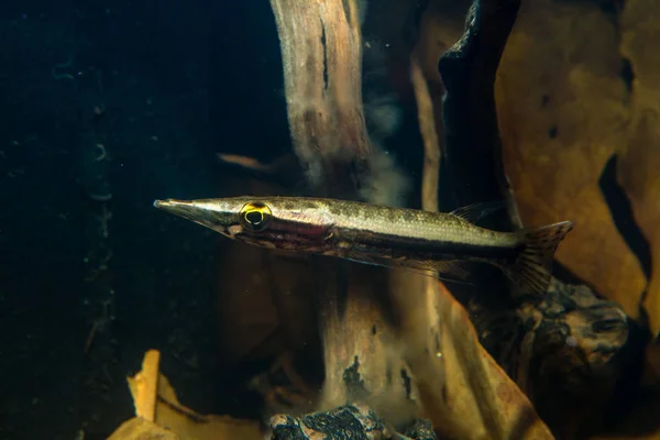 Pikehead Fish Luciocephalus Pulcher — Stock Photo, Image