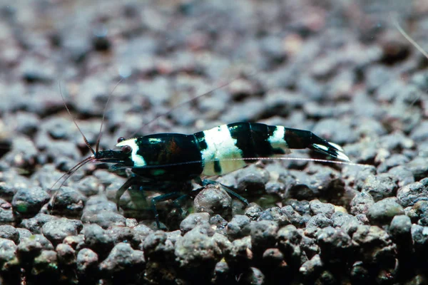 Panda Bee Shrimp Caridina Cantonensis Variation Bee Shrimp Selective Breed — Stock Photo, Image