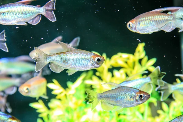 Congo Tetra Phenacogrammus Interruptus — Zdjęcie stockowe