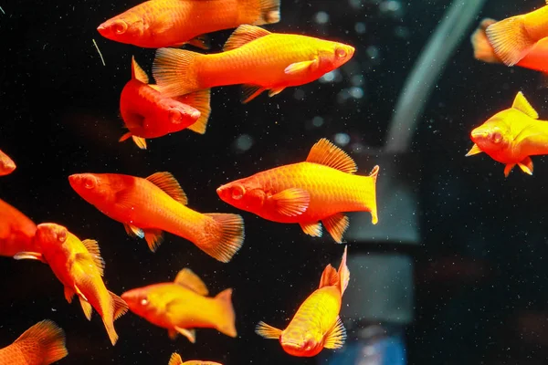 Albino Red Molly Platy Fish — Stock Photo, Image