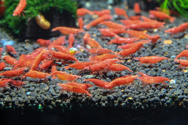 Cherry Shrimp Neocaridina Davidi Beautiful Dwarf Shrimp — Stock Photo, Image