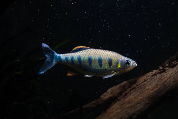 Indische Forel Barb Barilius Ardens — Stockfoto