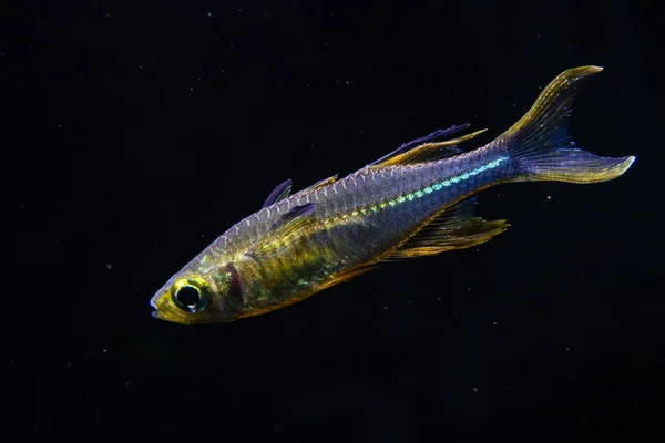 Feiert Regenbogenfische Marosatherina Ladigesi Feiert Segelflossen — Stockfoto