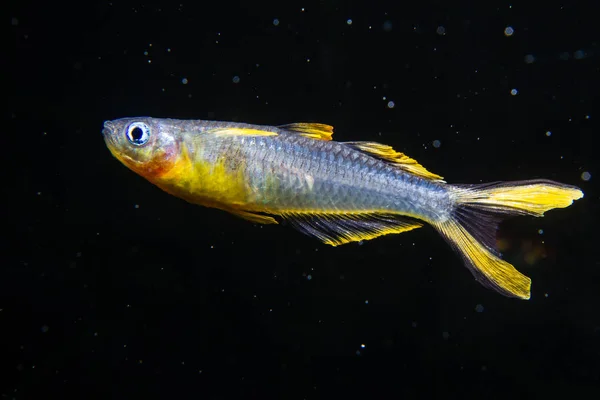 Forktail Blue-eye rainbow fish (Pseudomugil furcatus)
