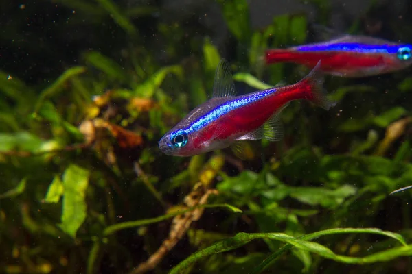 Kardynał Tetra Paracheirodon Axelrodi — Zdjęcie stockowe