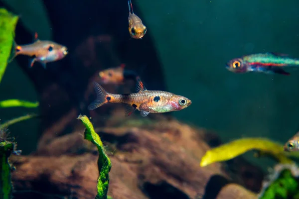 Strawberry Rasbora Boraras Naevus — Stock Photo, Image