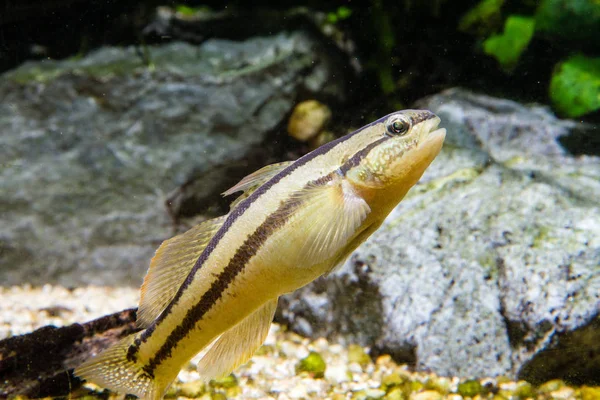 Shimofuri Goby Tridentiger Bifasciatus Goby Nativo Água Salgada Salobra Doce — Fotografia de Stock