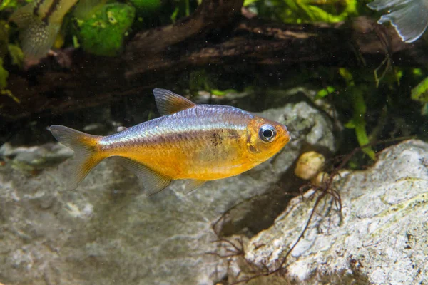 Kogal Blue Očima Tetra Fish Moenkhausia Kogal Žlutá — Stock fotografie