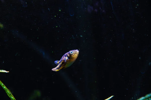 Puffer Anão Carinotetraodon Travancoricus Nadando Aquário Plantado — Fotografia de Stock